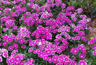 園丁花卉節(jié) 花樣過年，我們一起‘沾花惹草’