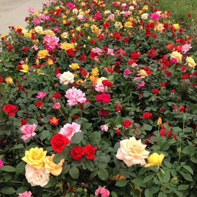萬方花卉 山東月季批發(fā)優(yōu)選，品種齊全廠家直銷