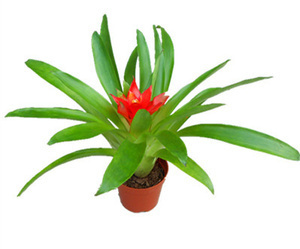 花卉紅星全方位指南 價(jià)格、選購與養(yǎng)護(hù)攻略