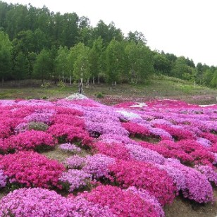河源宿根花卉批發(fā) 點(diǎn)亮花園的持久之美